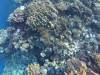 Snorkeling a Marsa Alam 24