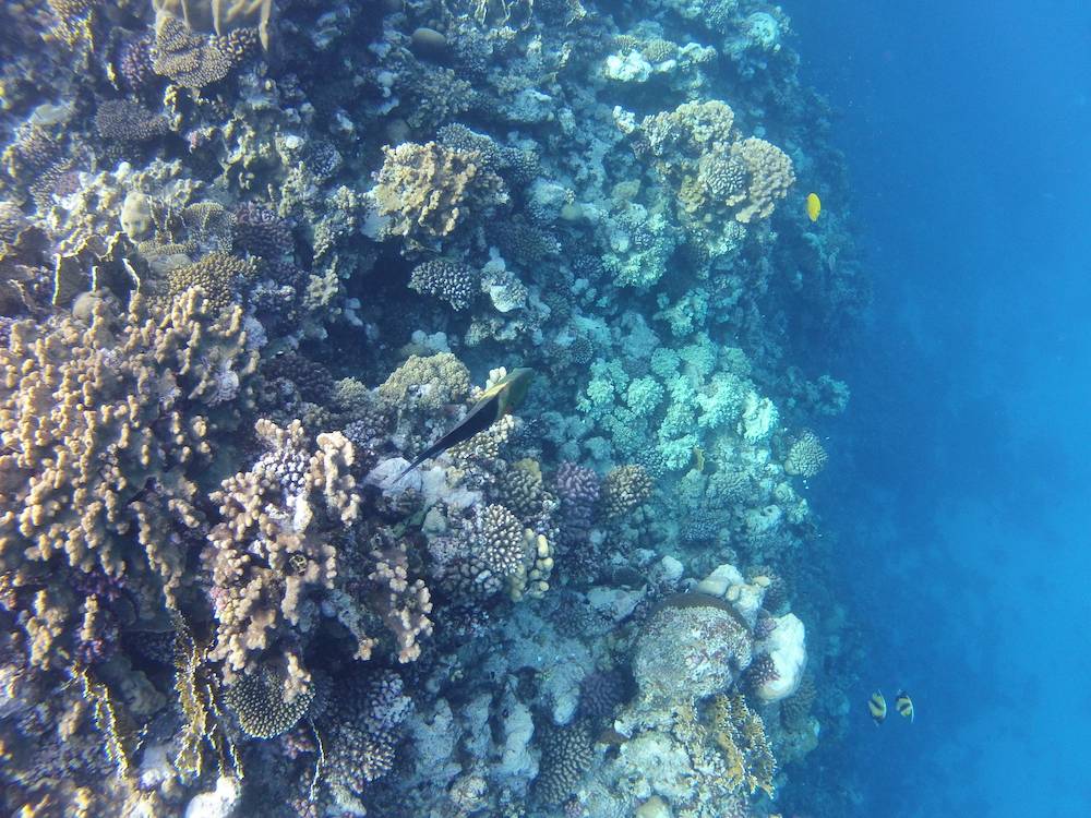 Snorkeling a Marsa Alam 21