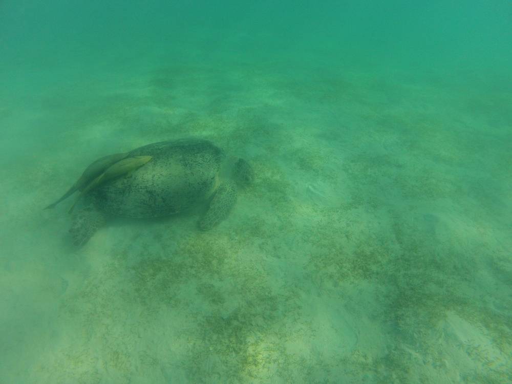 Snorkeling a Marsa Alam 30