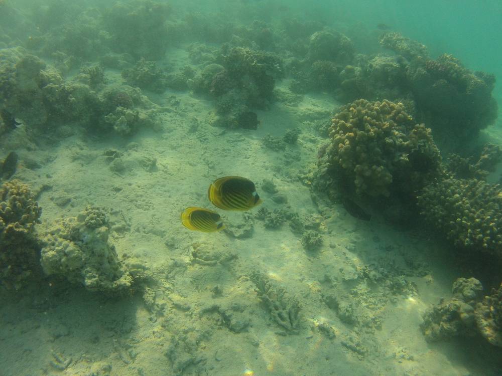 Snorkeling a Marsa Alam 28