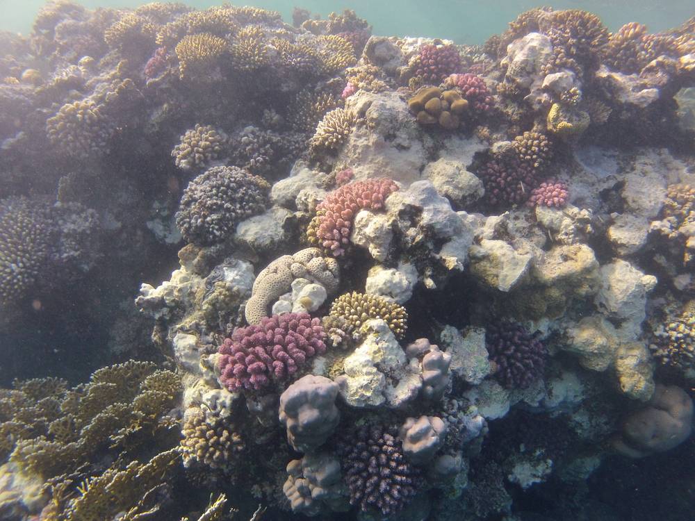 Snorkeling a Marsa Alam 01