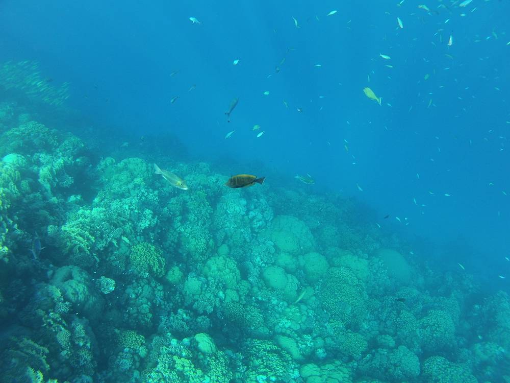 Snorkeling a Marsa Alam 17