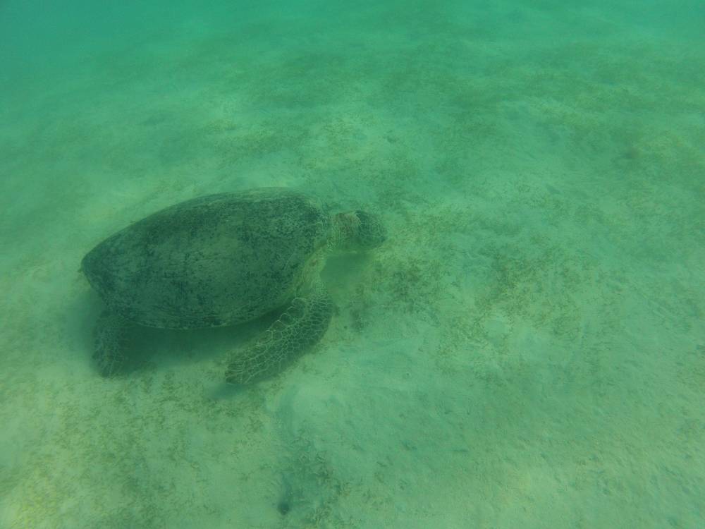 Snorkeling a Marsa Alam 32