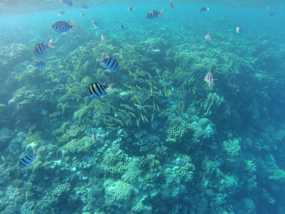 Snorkeling a Marsa Alam 20