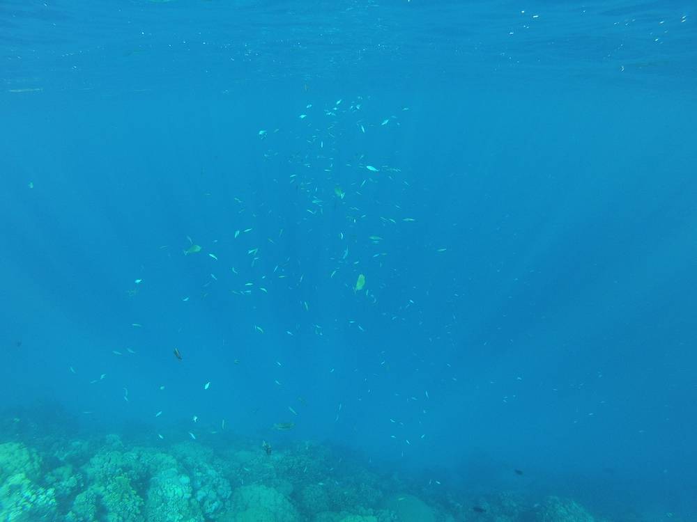 Snorkeling a Marsa Alam 18