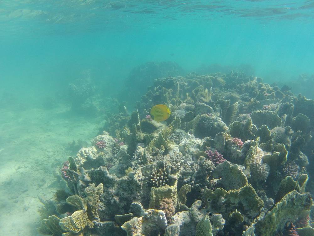 Snorkeling a Marsa Alam 10