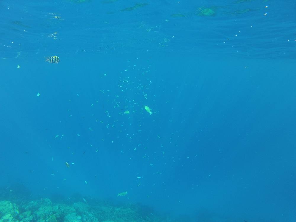 Snorkeling a Marsa Alam 19