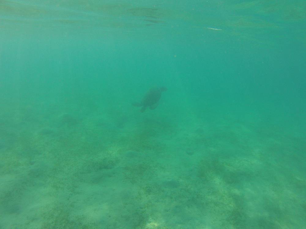 Snorkeling a Marsa Alam 33