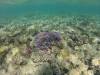 Snorkeling a Marsa Alam 11